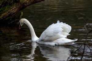 Trying to photography a swan in poor light