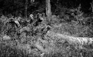 After Cropping and Converting to B&W within Lr