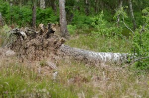 Before cropping and converting to B&W